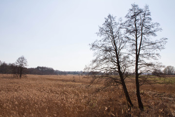 Reed  and a tree growing in a meadow
