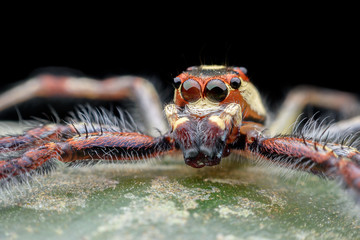 Super macro Telamonia dimidiata or jumping spider on green leaf