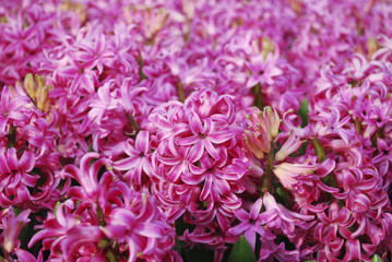 Pink Hyacinth (Hyacinthus) plants growth in the meadow. 