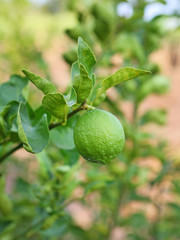 fresh green lemon on tree