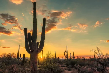 Acrylglasbilder Arizona Schöner Sonnenuntergang mit Saguaro-Kaktus im Saguaro-Nationalpark, Tucson, Arizona.  © lucky-photo