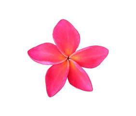 Red frangipani flower on white background