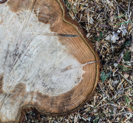 Abgesägter Baumstamm mit toller Struktur im Wald