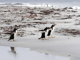 Obraz premium Gentoo penguin, Pygoscelis Papua, on the Sea Lion Island, Falkland / Malvinas