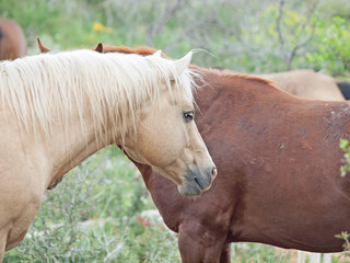  half- wild horses at pasture.liberty. Israel