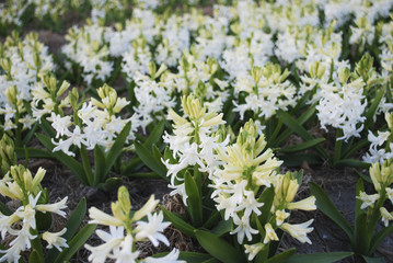 White Hyacinth (Hyacinthus) plants growth in the meadow on the sunset.