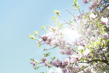 Sonnenstrahlen leuchten durch die Zweige einer blühenden Magnolie 