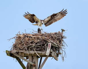 Osprey with open wings building a twig nest on a nesting platform at Jamaica Bay, Queens, New York City