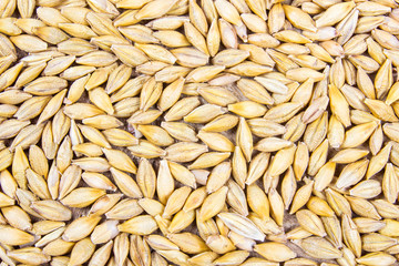 Barley grain or seeds CloseUp.