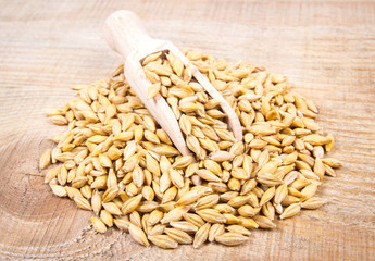 Barley grain or seeds CloseUp.