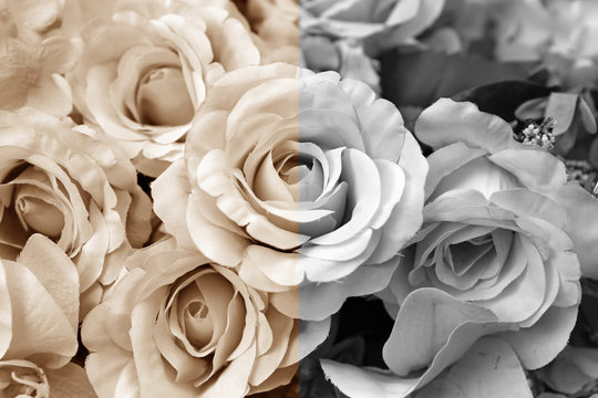 Black and white and Vintage roses flowers