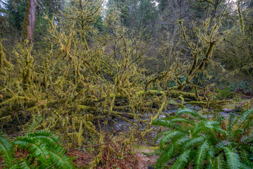 Fast flowing stream on the background of the Redwood Forest. Moss covered branches of trees. Scenic landscape. Redwood national and state parks. California, USA