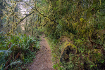 Huge logs overgrown with moss lie in the forest. A path in the fairy green forest. Redwood national and state parks. California, USA