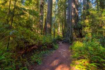 A path in the fairy green forest. The sun's rays fall through the branches. Redwood national and state parks. California, USA
