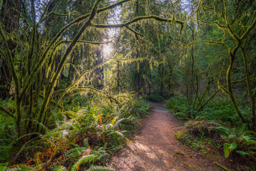 A path in the fairy green forest. The sun's rays fall through the branches. Redwood national and state parks. California, USA