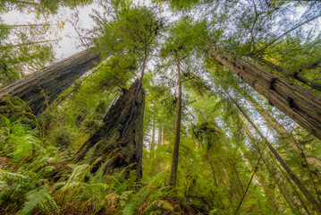 The sun's rays fall through the leaves. Fairy green forest.Huge sequoias on the background of the blue sky. Redwood national and state parks. California, USA