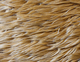 Closeup doll Fur background