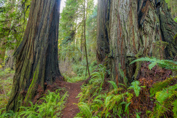 Obraz premium A path in the fairy green forest. The sun's rays fall through the branches. Redwood national and state parks. California, USA