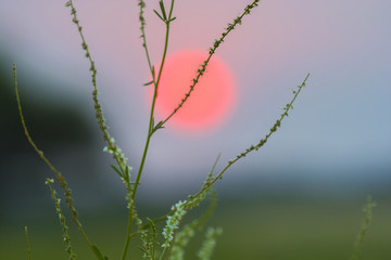 Pampas landscape, Argentina