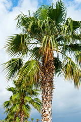 Fototapeta na wymiar palm trees against the sky