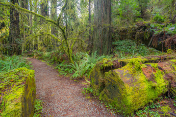 Huge logs overgrown with moss lie in the forest. A path in the fairy green forest. Redwood national and state parks. California, USA