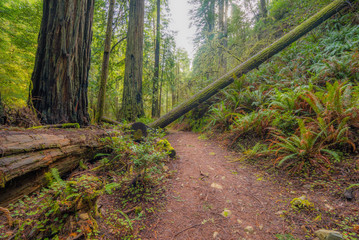 Huge logs overgrown with moss lie in the forest. A path in the fairy green forest. Redwood national and state parks. California, USA