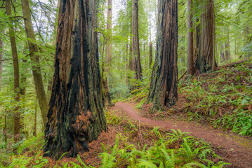 Obraz premium Ścieżka w bajkowym zielonym lesie. Promienie słoneczne wpadają przez gałęzie. Parki narodowe i stanowe Redwood. Kalifornia, USA