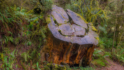 Stary large stump among the fern. Fairy green forest.  Redwood national and state parks. California, USA