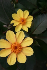 flowers,yellow,blurred back