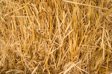 hay (straw) background