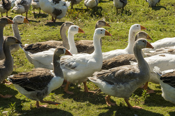 gray and white domestic geese