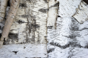 birch bark texture