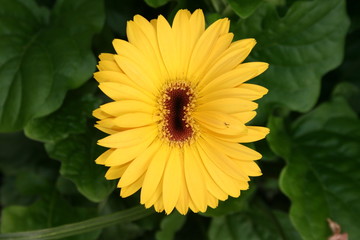 Gerber daisy