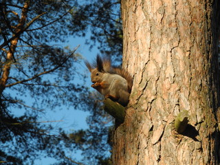Squirrel on a pine tree gnaws a nut