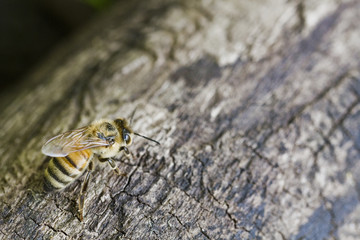 Honey Bee on Log