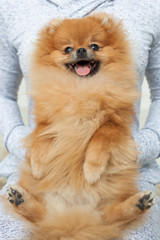 A happy and contented Pomeranian spitz sits on owners knees