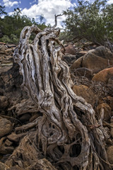 Outback Australia - River Bed with large Tree Root