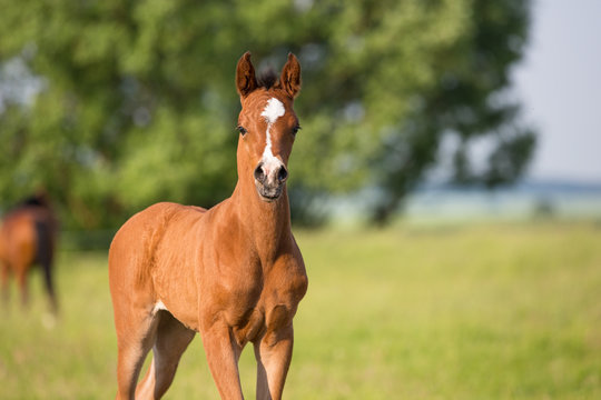 Vollblutaraber Fohlen