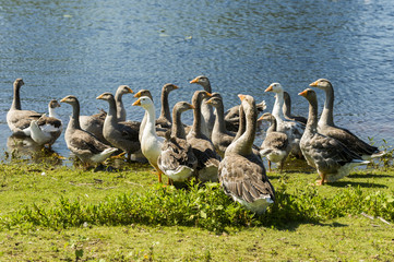 domestic geese on the shore