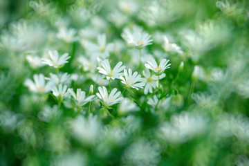 White flower in meadow, flowering in spring (beautiful nature in spring)