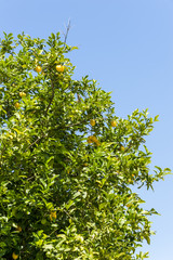 Fototapeta na wymiar lemons on the tree