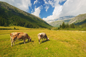 Fototapeta na wymiar Cows on pasture in the National Park of Adamello Brenta from the Val di Fumo. Trentino Alto Adige, Italy