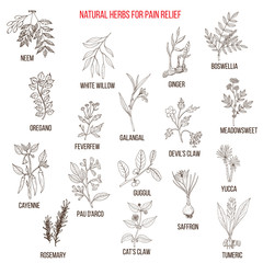 Fototapeta na wymiar Best natural herbs for pain relief.