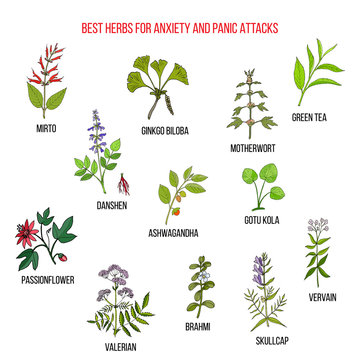 Best natural herbs for anxiety and panic attacks