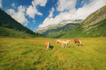 Horses on pasture in the National Park of Adamello Brenta from the Val di Fumo. Trentino Alto Adige, Italy