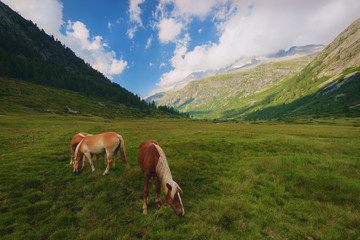 Fototapeta na wymiar Horses on pasture in the National Park of Adamello Brenta from the Val di Fumo. Trentino Alto Adige, Italy