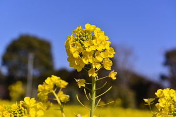 大神ハーブ園の菜の花