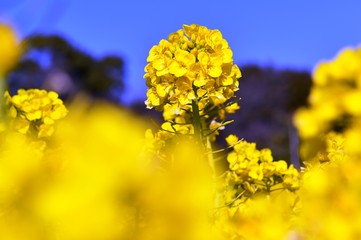 大神ハーブ園の菜の花