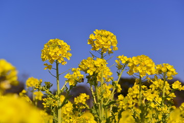 Fototapeta premium 大神ハーブ園の菜の花