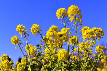 大神ハーブ園の菜の花